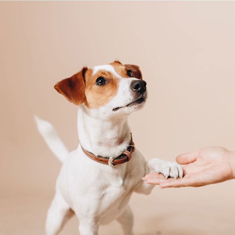 https://www.top2tail.com.ph/wp-content/uploads/2020/12/ways-to-make-your-dogs-life-better-1.jpg